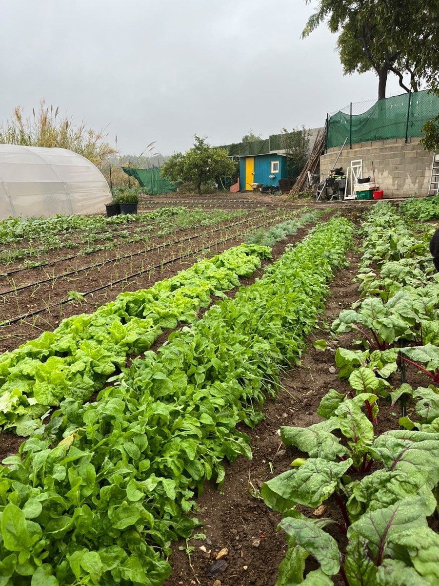 Rows of leafy greens and chard beside a small polytunnel.