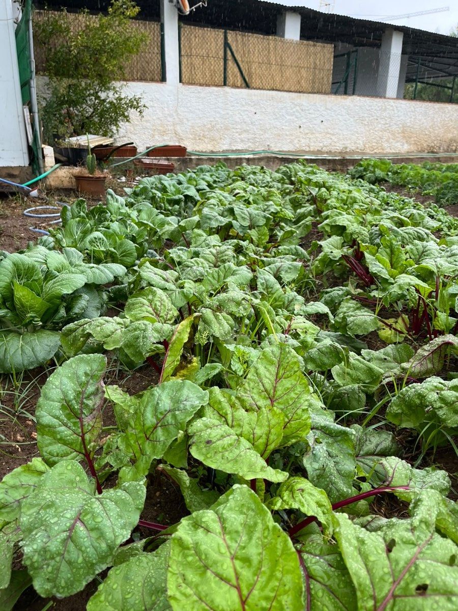 Chard leaves with red stems and raindrops in the garden.