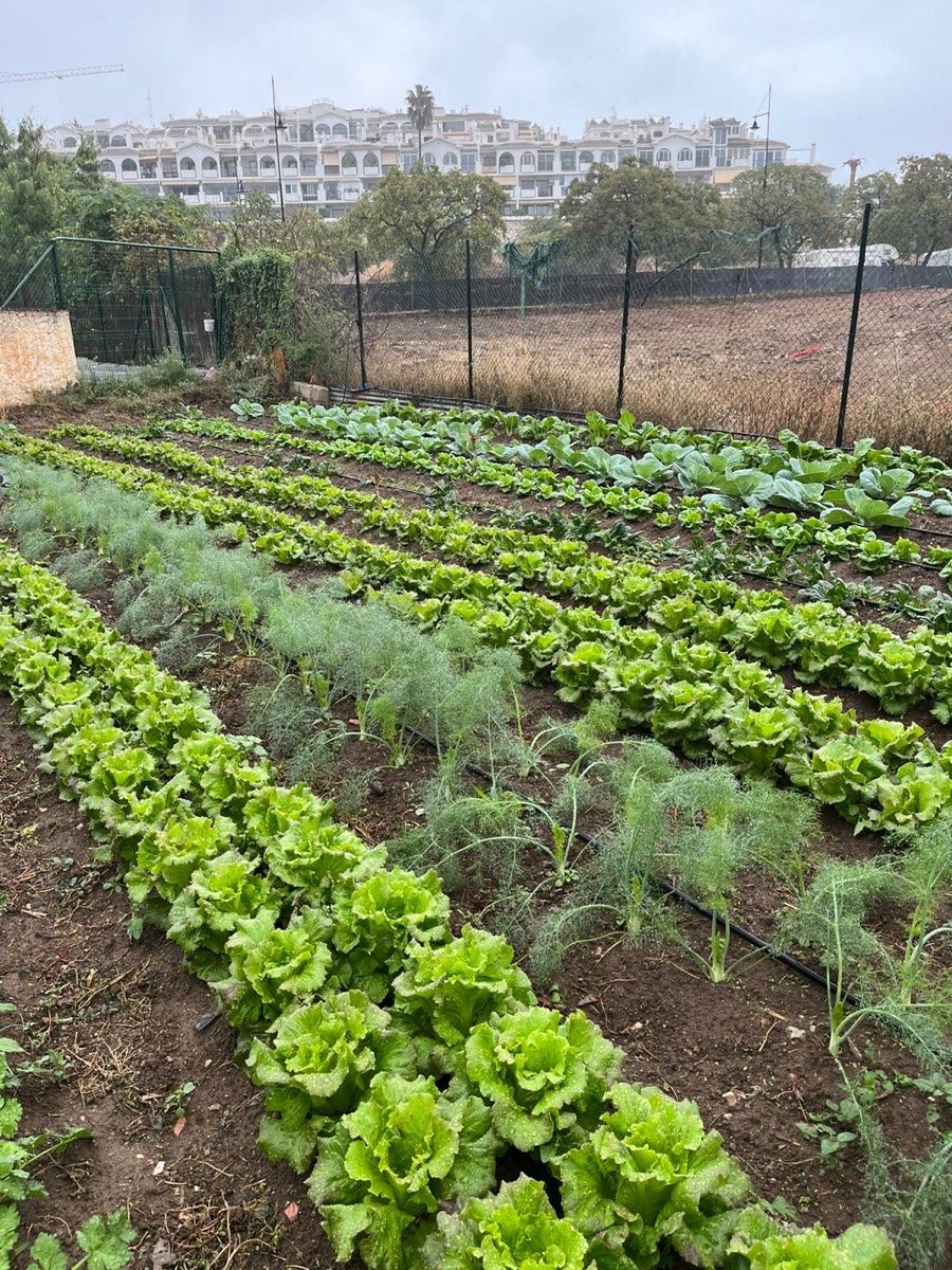 Rows of lettuce and fennel plants with buildings in the background.