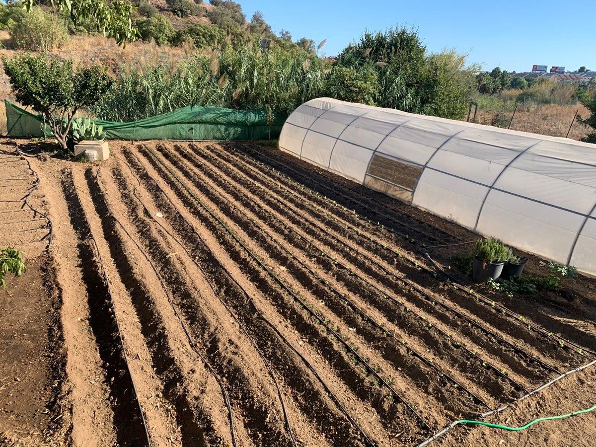 Freshly prepared beds with young plants beside a polytunnel.